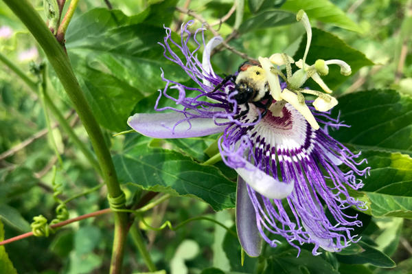 flower and bee